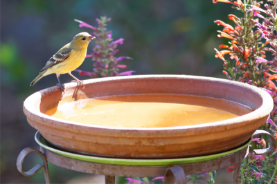 The History of Bird Baths: From Ancient Origins to Unique Bird Baths and Feeders