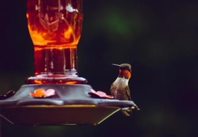 Bird Haven: Creating a Sanctuary with Niche Bird Houses and Feeders